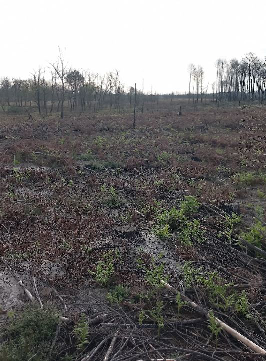 Reforestation of 58.46 hectares of forest burnt down in Gironde — 2