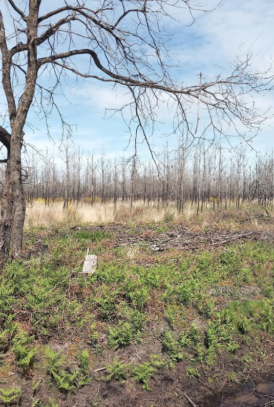 Reboisement de 37,79 hectares de forêts incendiées en Gironde — 1
