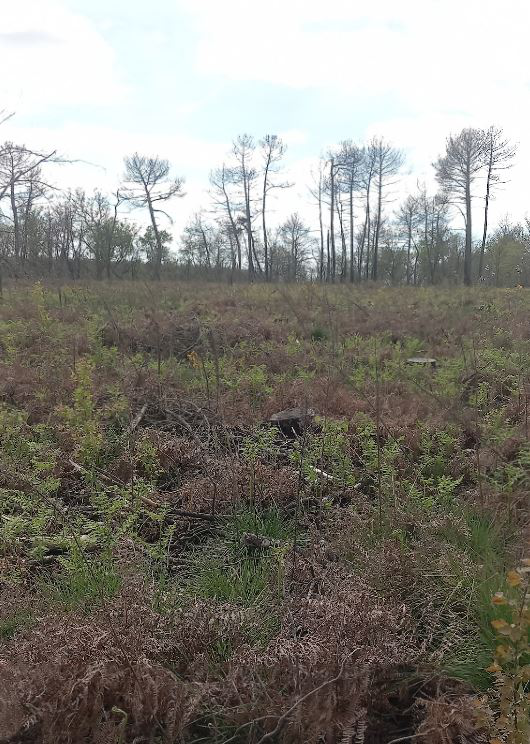 Reboisement de 30,15 hectares de forêts en Gironde — 1
