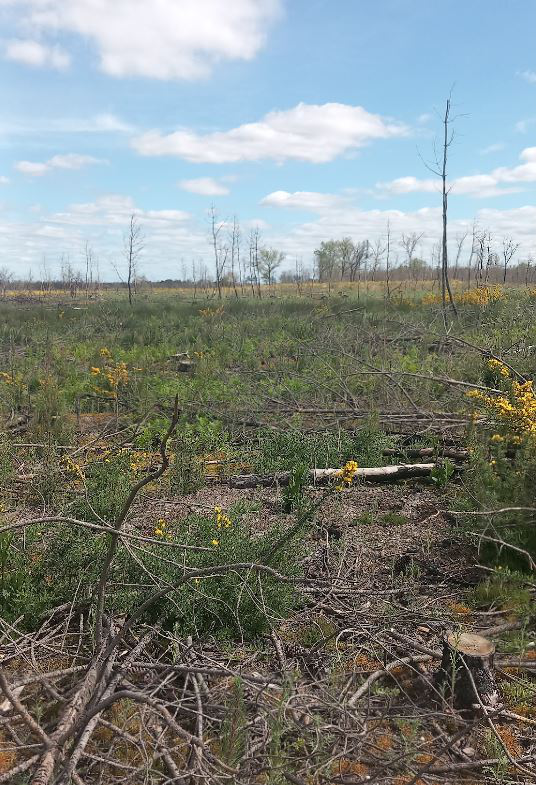 Reboisement de 30,15 hectares de forêts en Gironde — 2