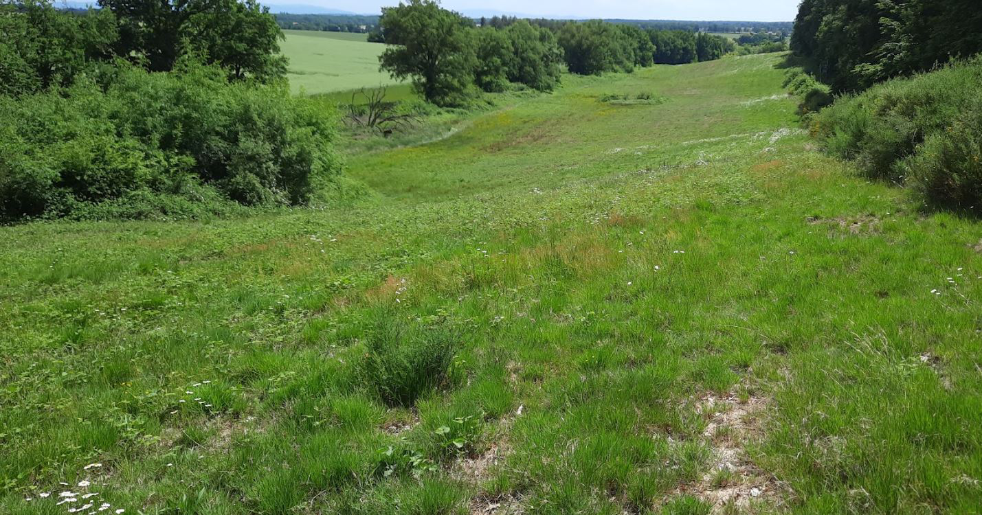 Boisement de terres agricoles dans l'Allier