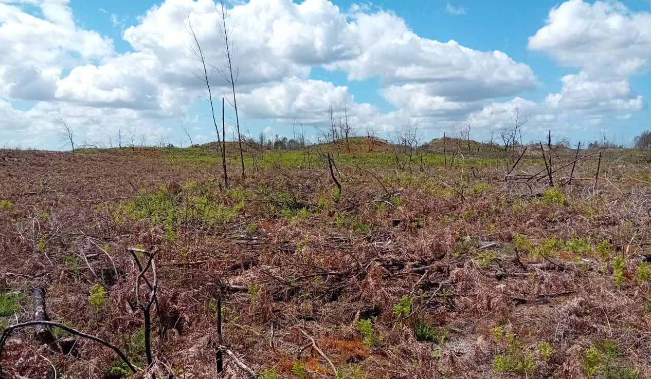 Reboisement de 9,82 hectares de forêts incendiées en Gironde — 1