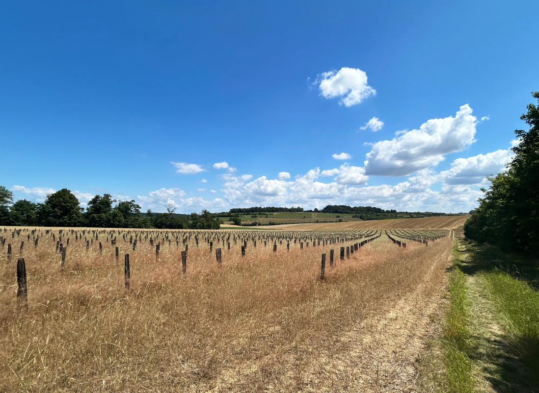Nouveau boisement diversifié à Avelesges