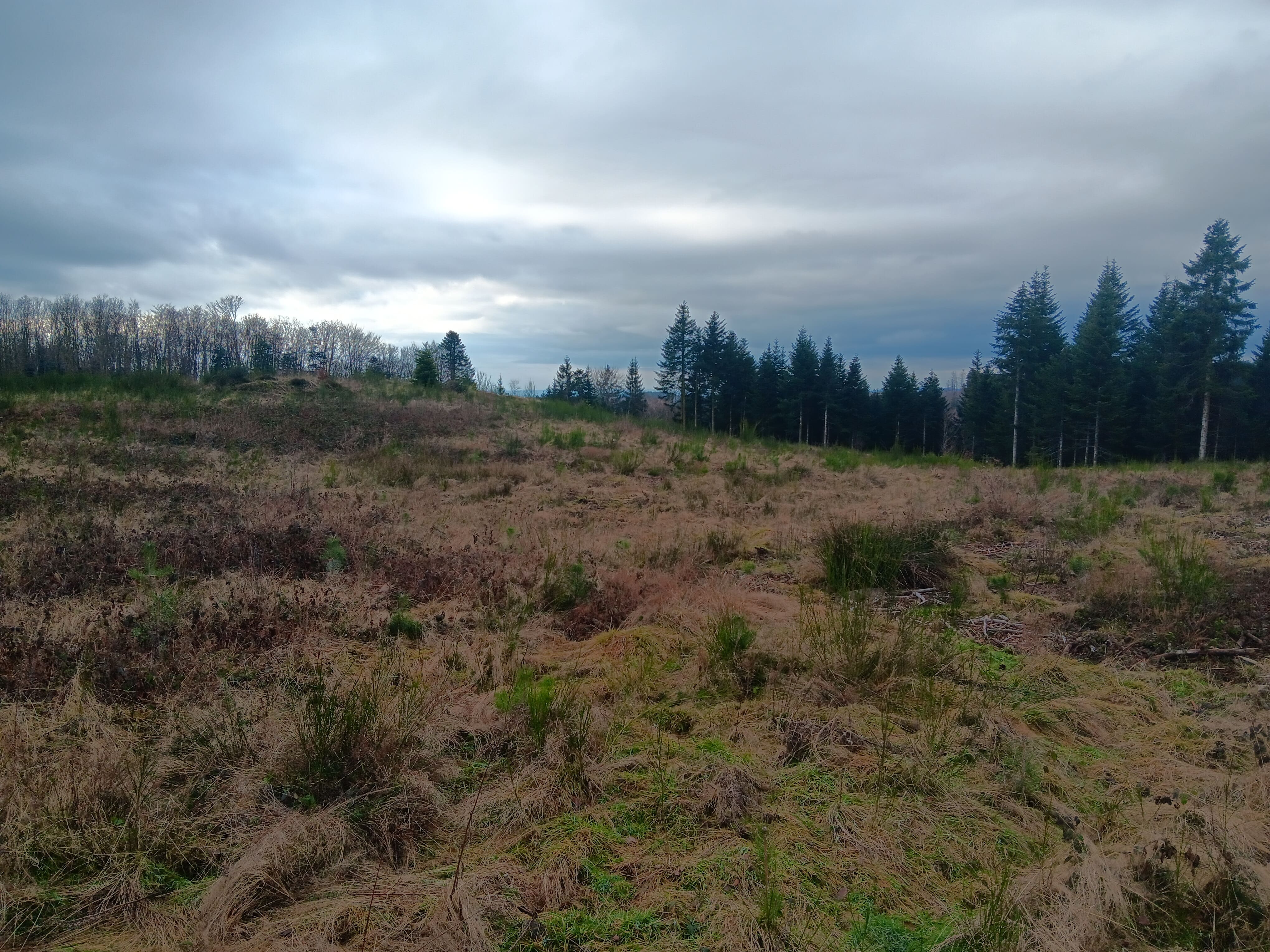 Reforestation to restore a schistose forest in Beulotte-Saint-Laurent