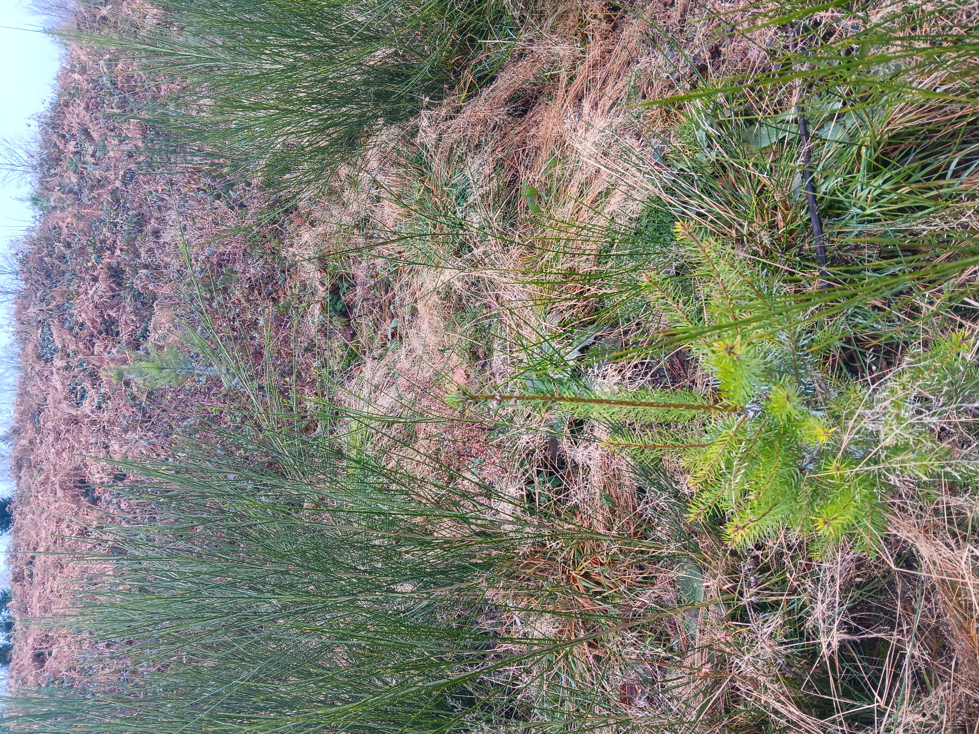 Reforestation to restore a schistose forest in Beulotte-Saint-Laurent — 2