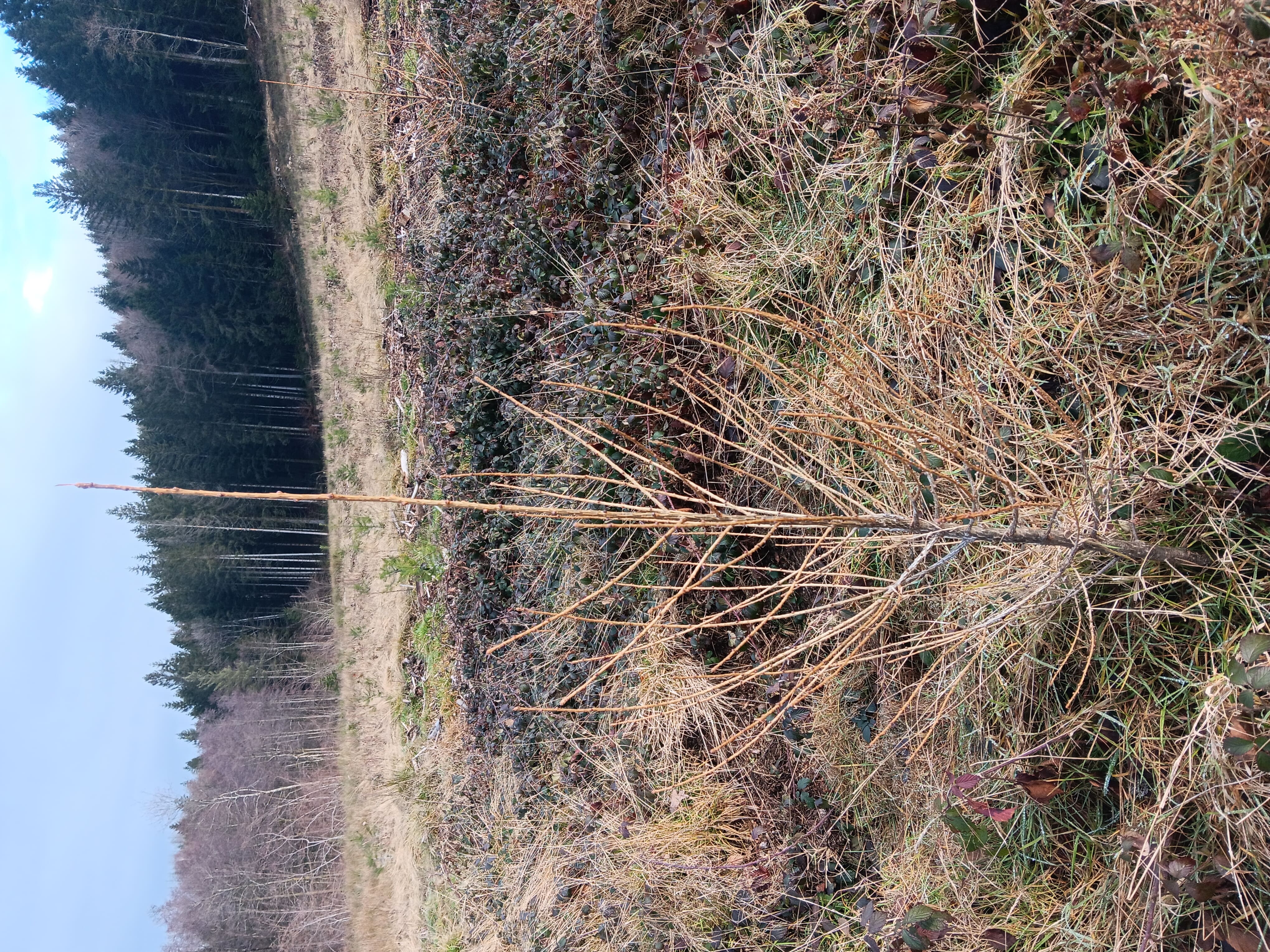 Reforestation to restore a schistose forest in Beulotte-Saint-Laurent — 1