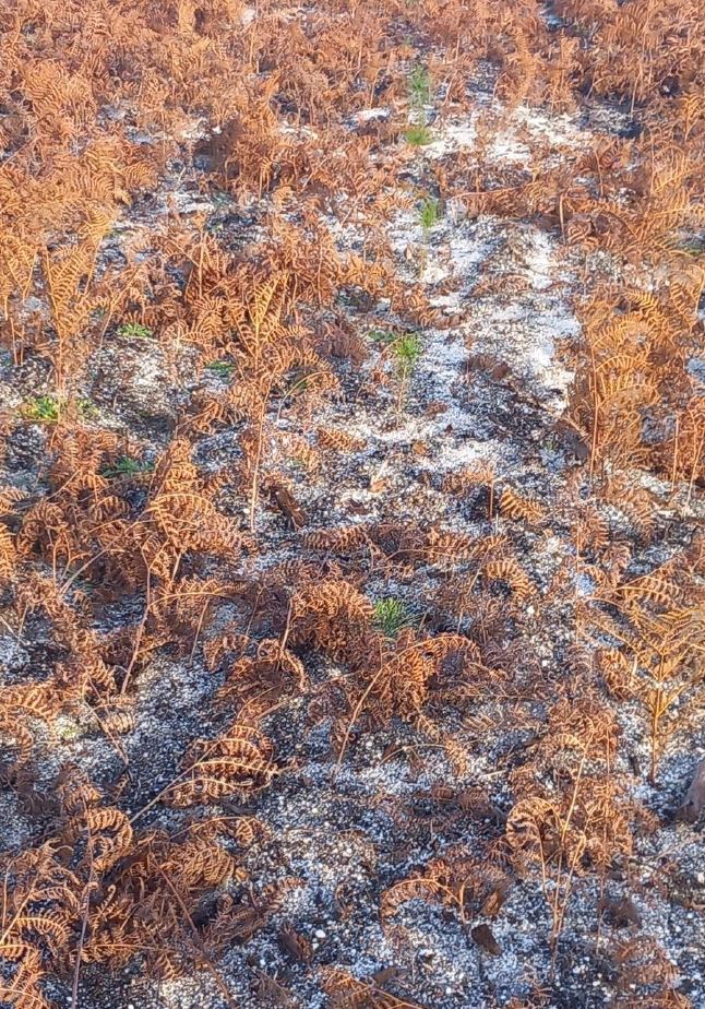Reboisement de 10,27 hectares de forêts incendiées à Belin-Béliet — 2