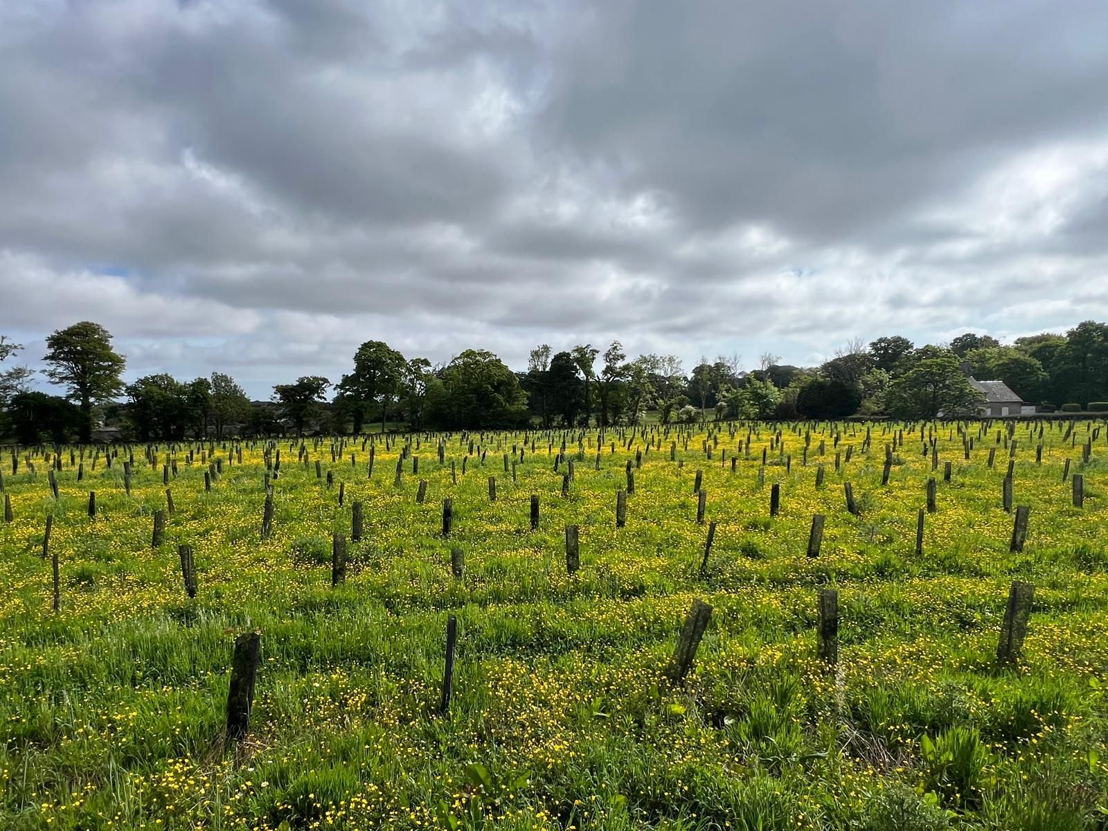 Création de 9,48 hectares de forêts dans la Manche