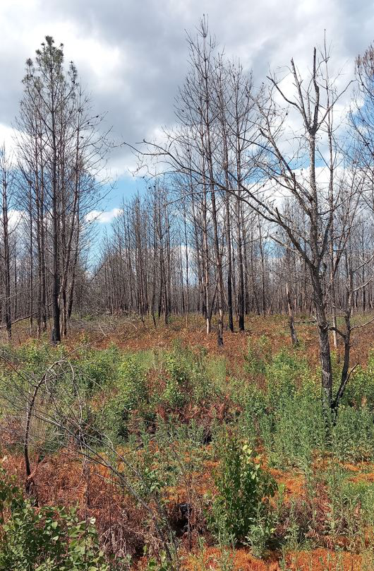 Reboisement de 45,17 hectares de forêts incendiées à Louchats et Saint-Magne — 1