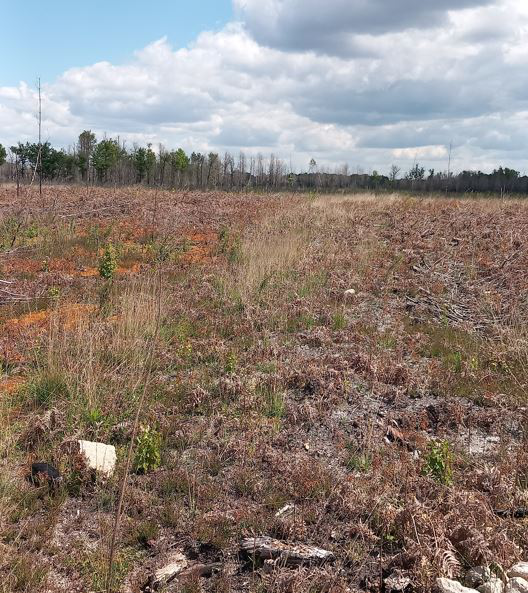 Reboisement de 45,17 hectares de forêts incendiées à Louchats et Saint-Magne — 2
