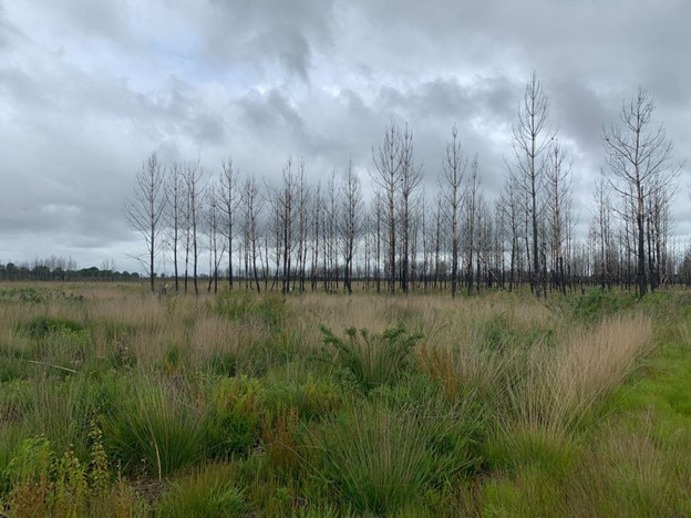 Reforestation of 3.86 hectares of burnt forest in Louchats — 1