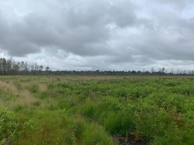 Reforestation of 3.86 hectares of burnt forest in Louchats