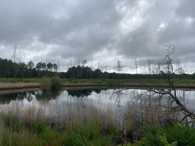Reforestation of 3.86 hectares of burnt forest in Louchats — 2
