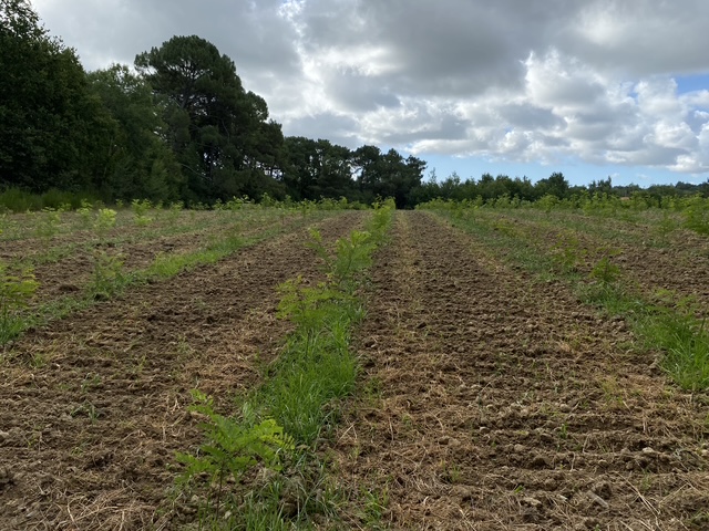 Création de 2,78 hectares de forêts à Cocumont