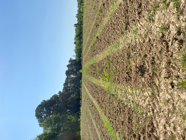 Création de 2,78 hectares de forêts à Cocumont — 1