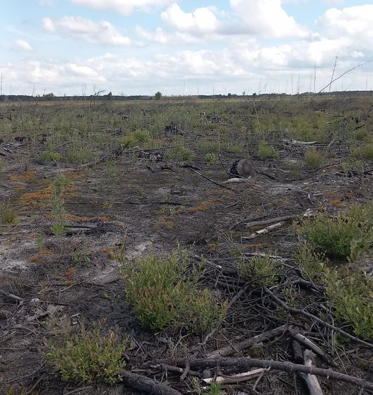 Reboisement de 9,68 hectares de forêts incendiées à Belin-Béliet — 1