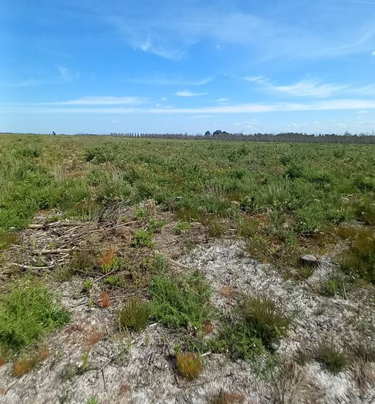 Reforestation of 48 hectares of forest burnt down in Gironde — 1