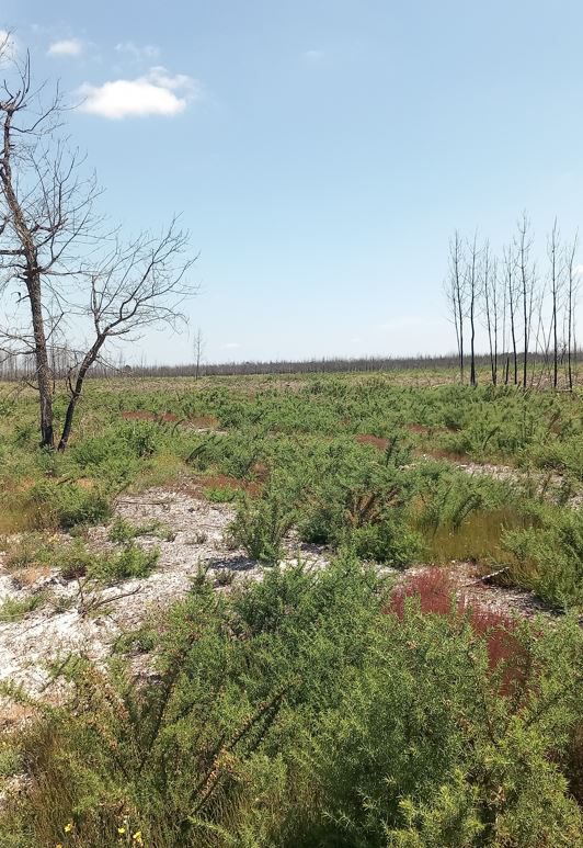 Reforestation of 48 hectares of forest burnt down in Gironde — 2