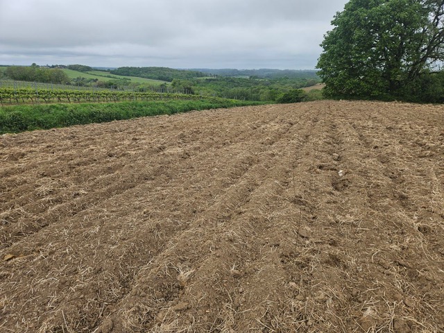 Création de 3,9 hectares de forêts à Cocumont
