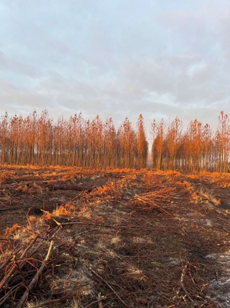 Reboisement de 23,91 hectares de forêts incendiées en Gironde — 1
