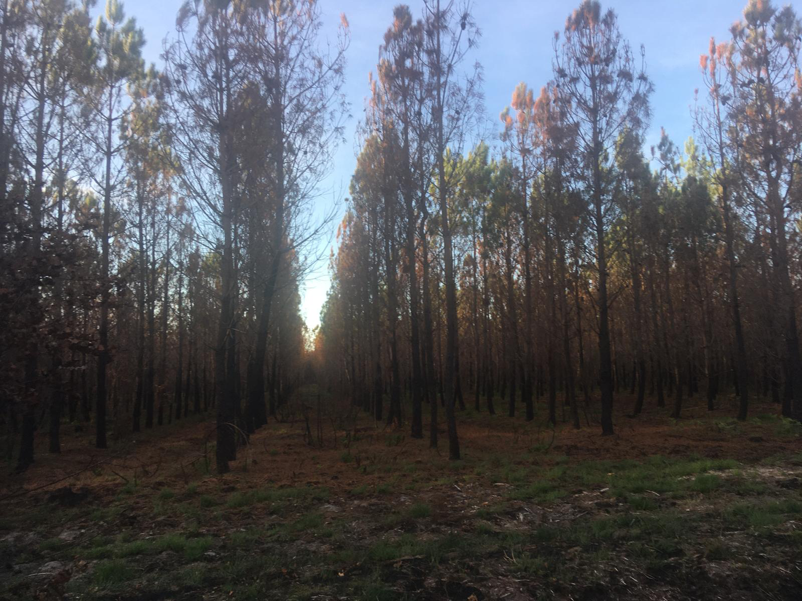 Reforestation of 17,25 hectares of burnt forest in Sainte-Hélène — 1