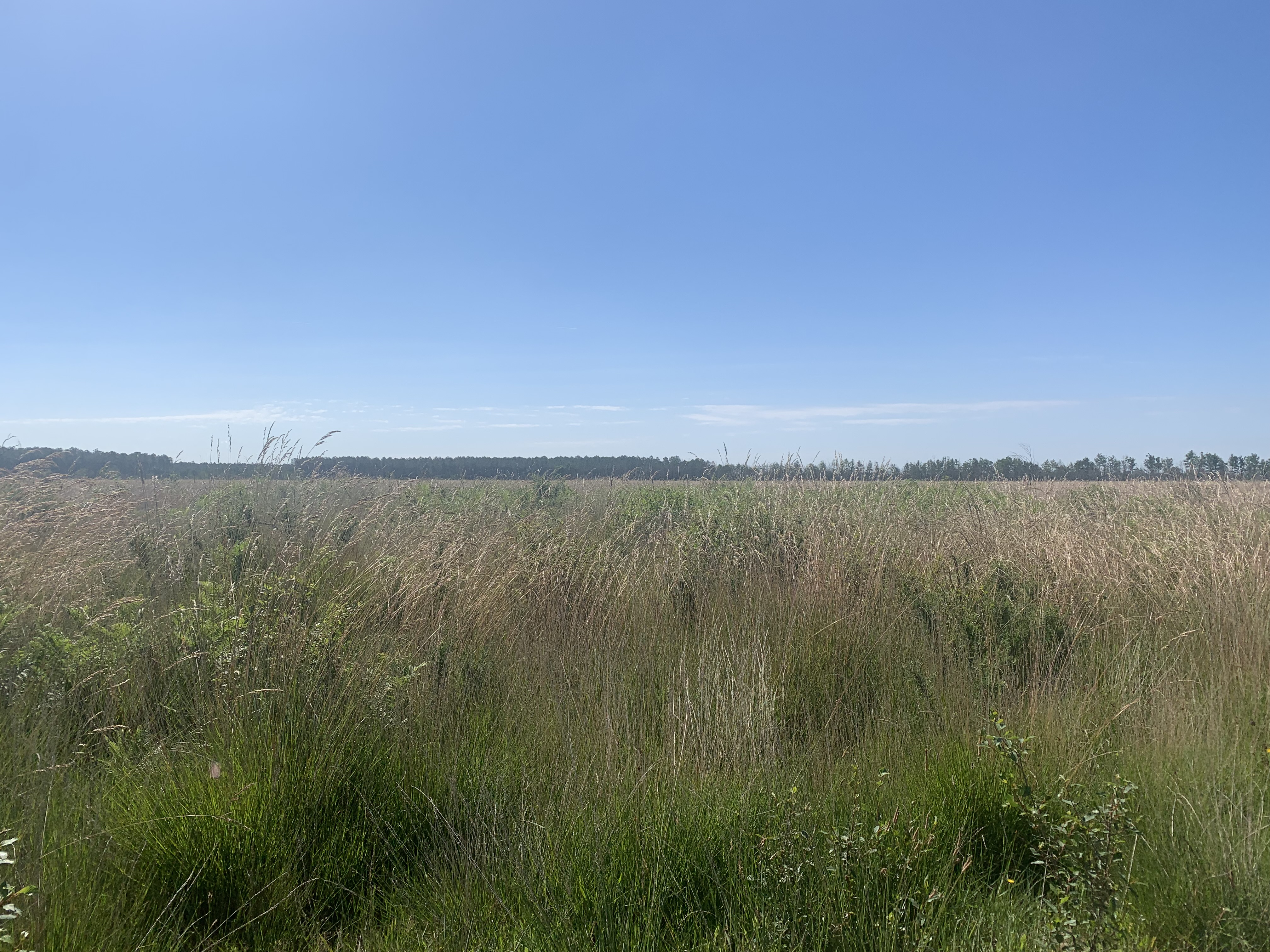 Reforestation of 17,25 hectares of burnt forest in Sainte-Hélène — 2