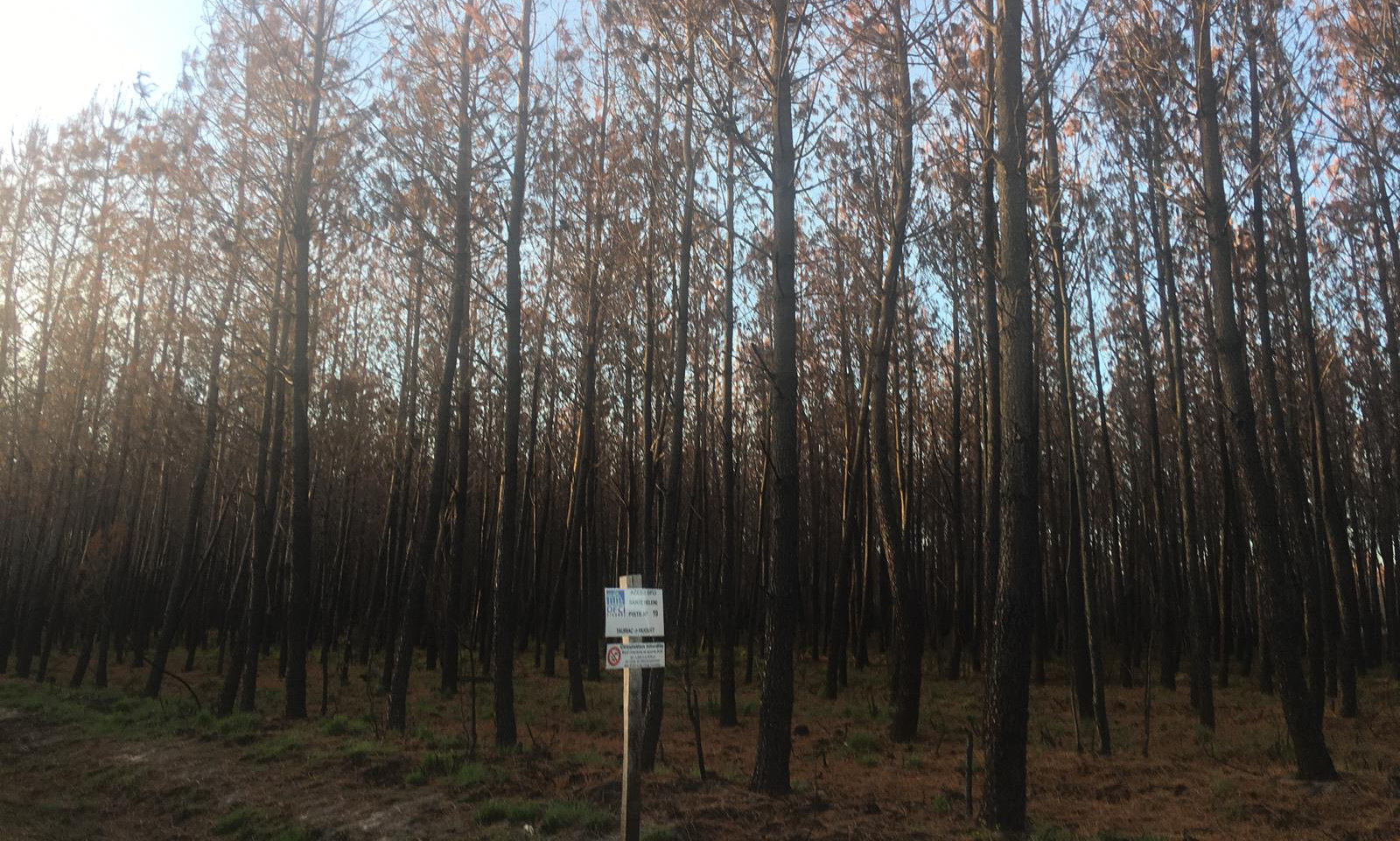 Reforestation of 17,25 hectares of burnt forest in Sainte-Hélène