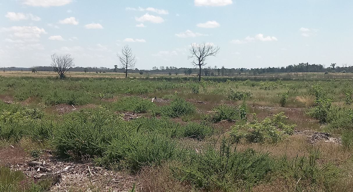 Plantation de 2,45 hectares de pin maritime en Gironde