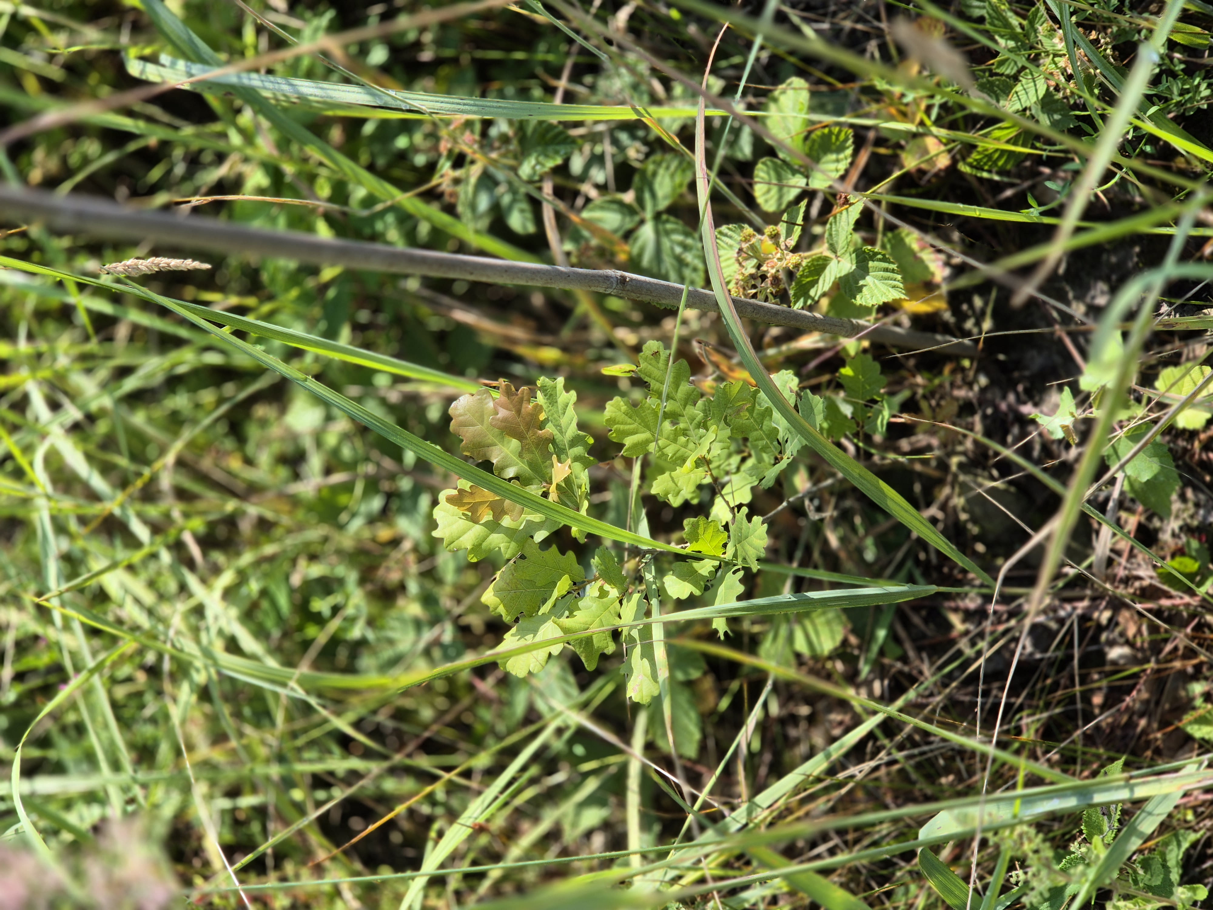 Diversified reforestation in the Marne — 1