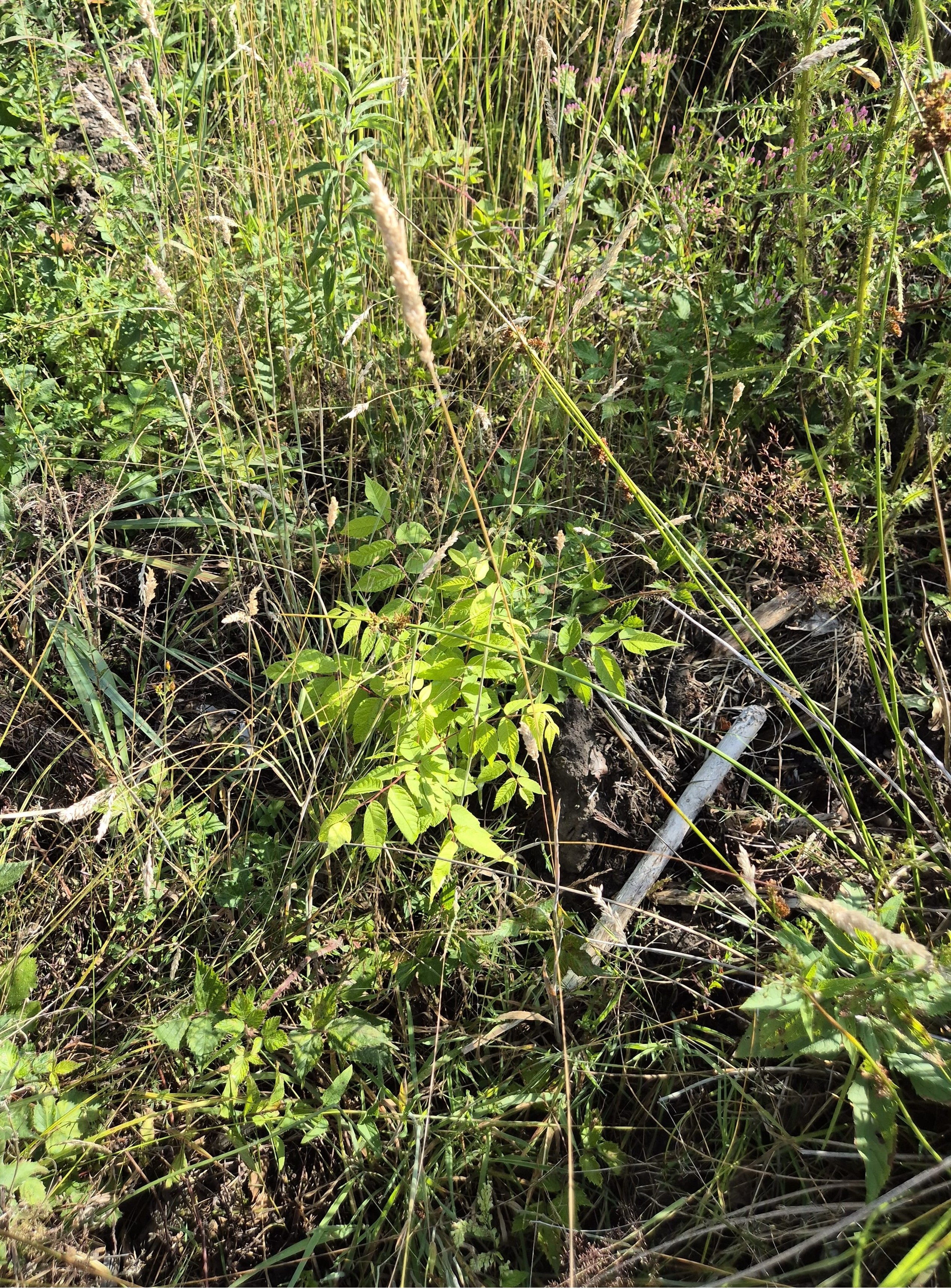 Diversified reforestation in the Marne — 2