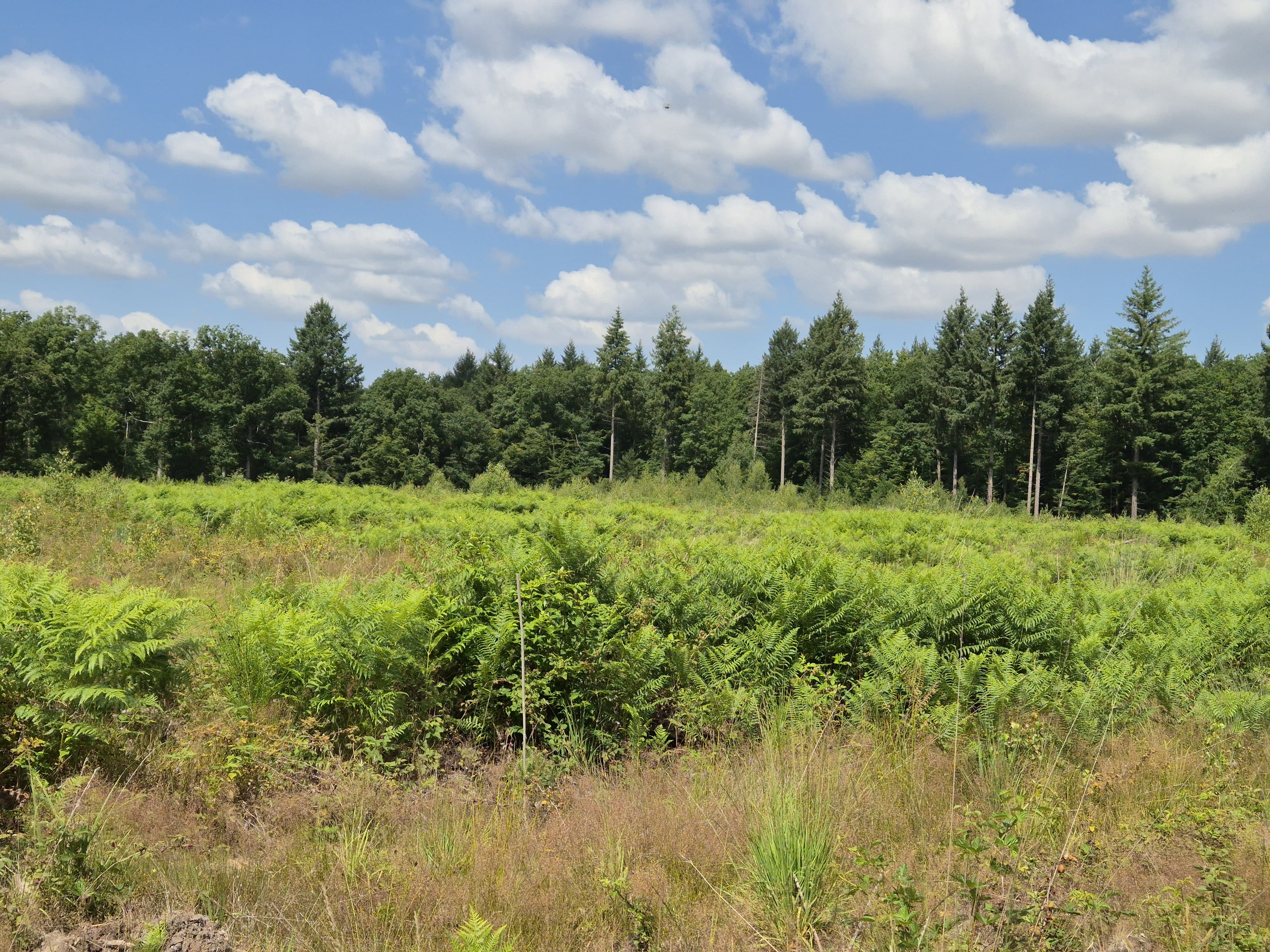 Diversified reforestation in the Marne