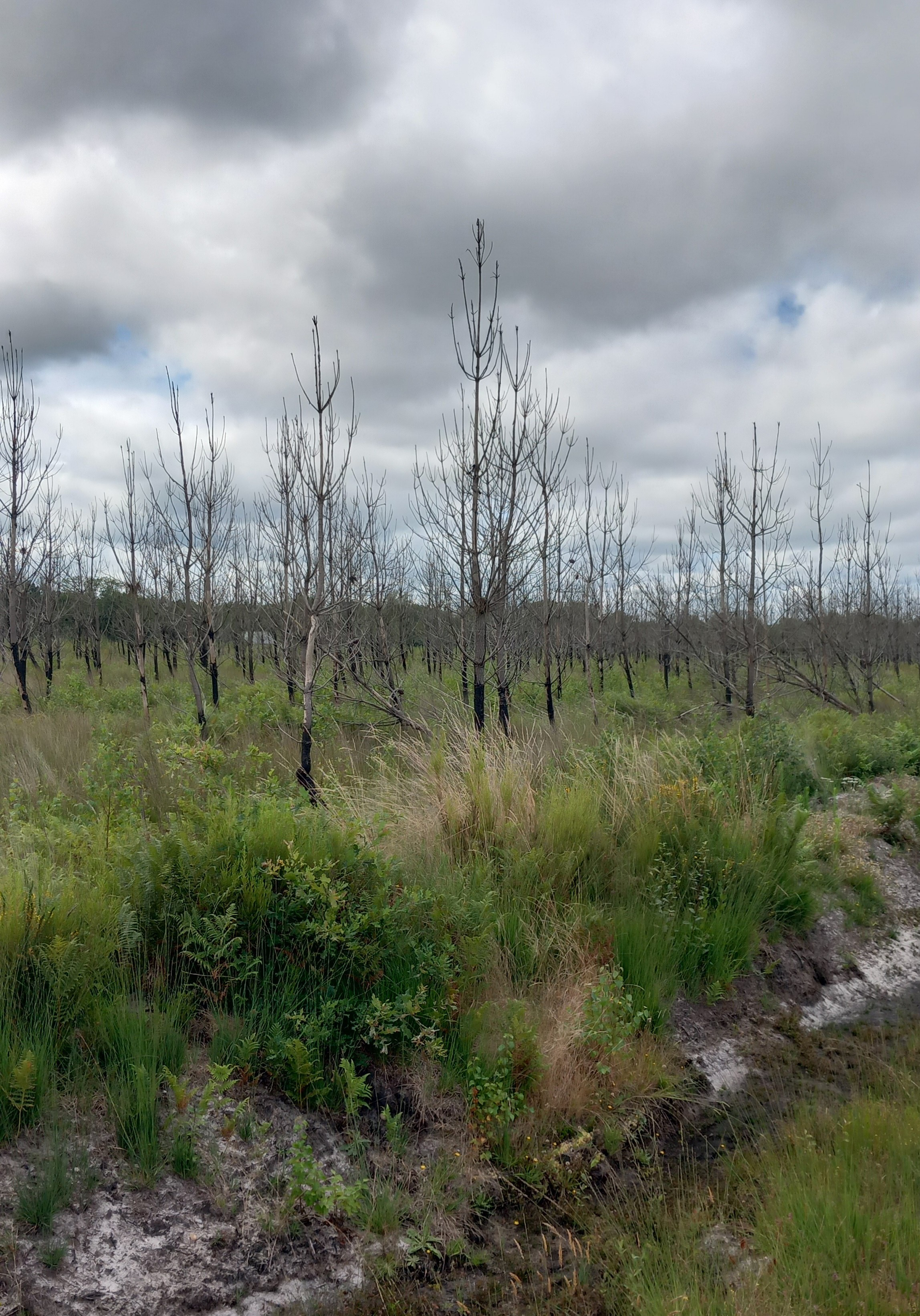 Reboisement de 6,46 hectares de forêts incendiées en Gironde — 1