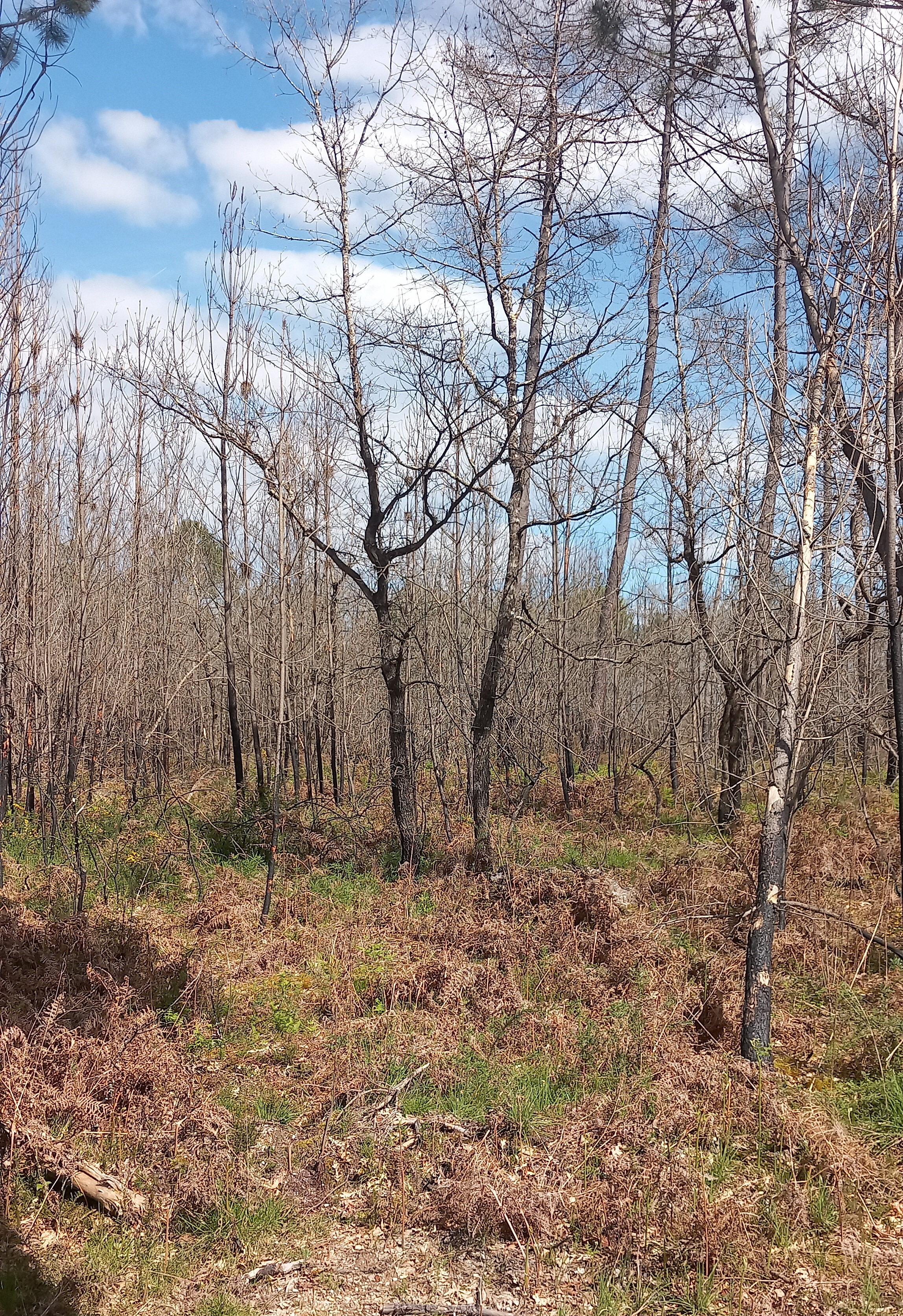 Reboisement de 2,04 hectares de forêts incendiées en Gironde — 2