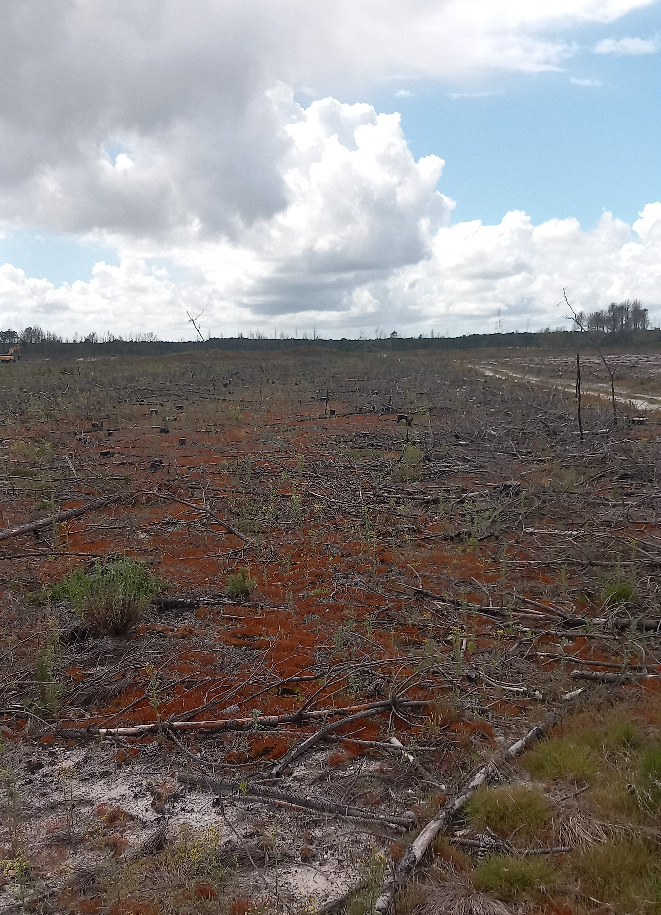 Reboisement de 4,75 hectares de forêts incendiées en Gironde — 1