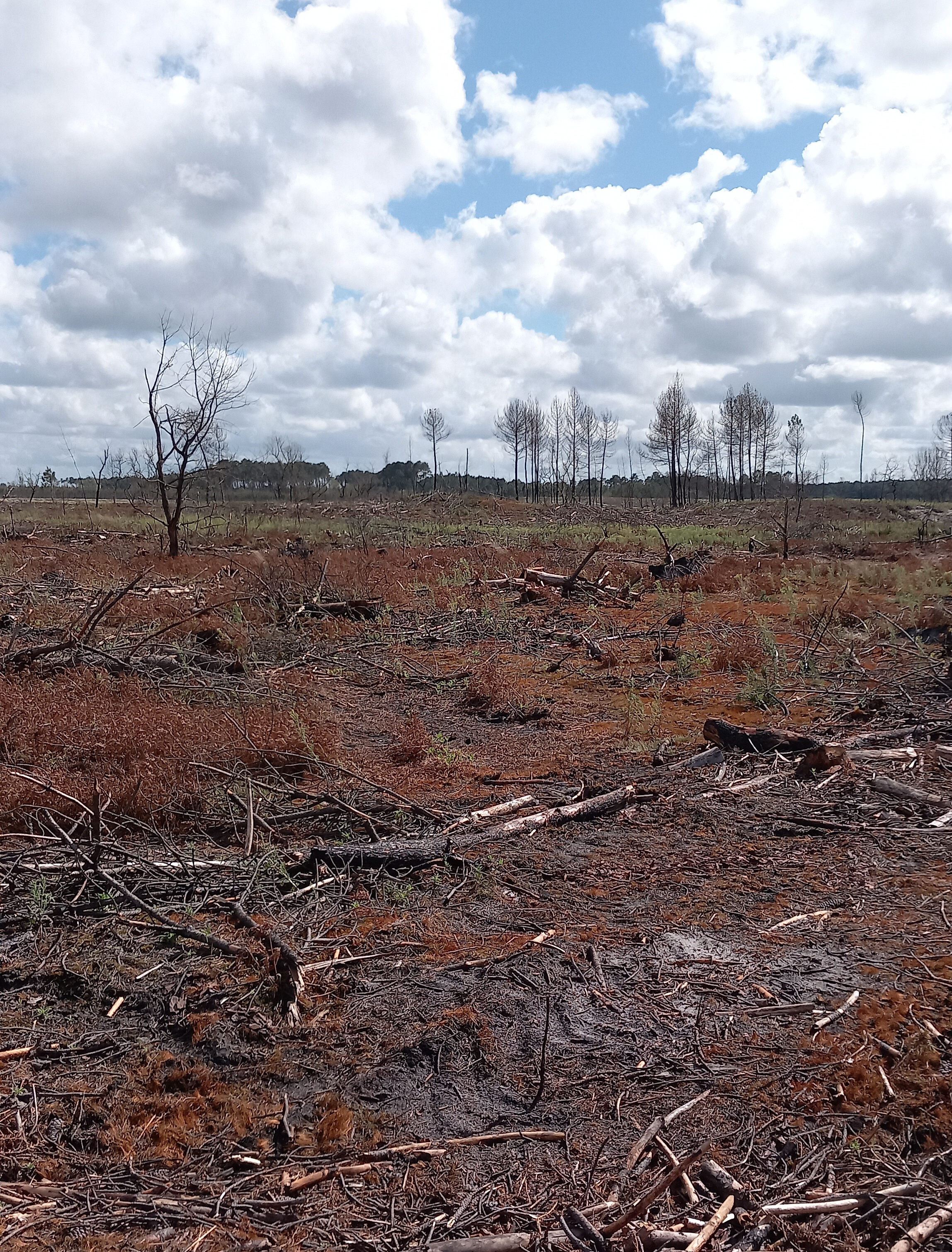 Reboisement de 4,75 hectares de forêts incendiées en Gironde — 2