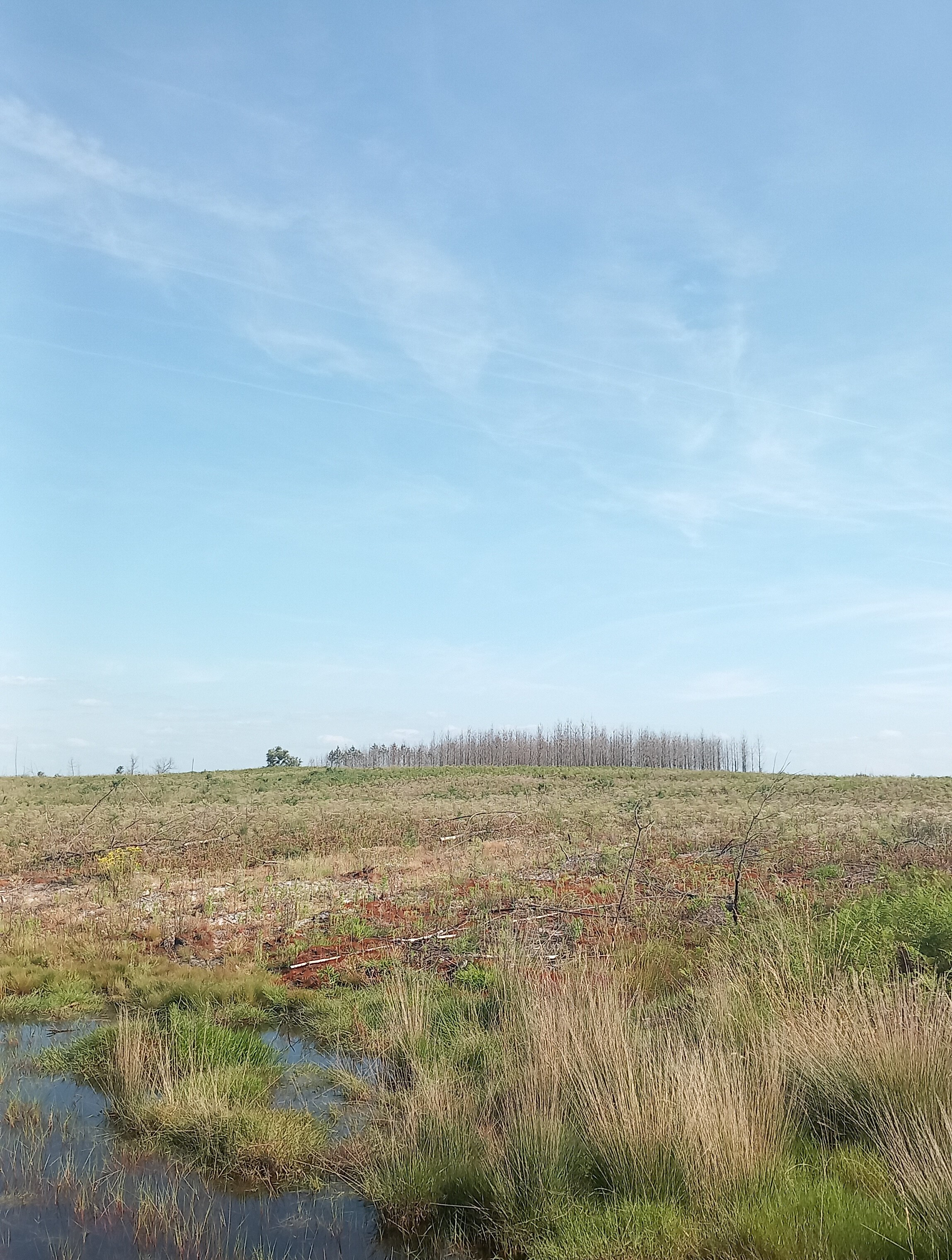 Reboisement de 8,1 hectares de forêts incendiées à Belin-Béliet et Moustey — 1