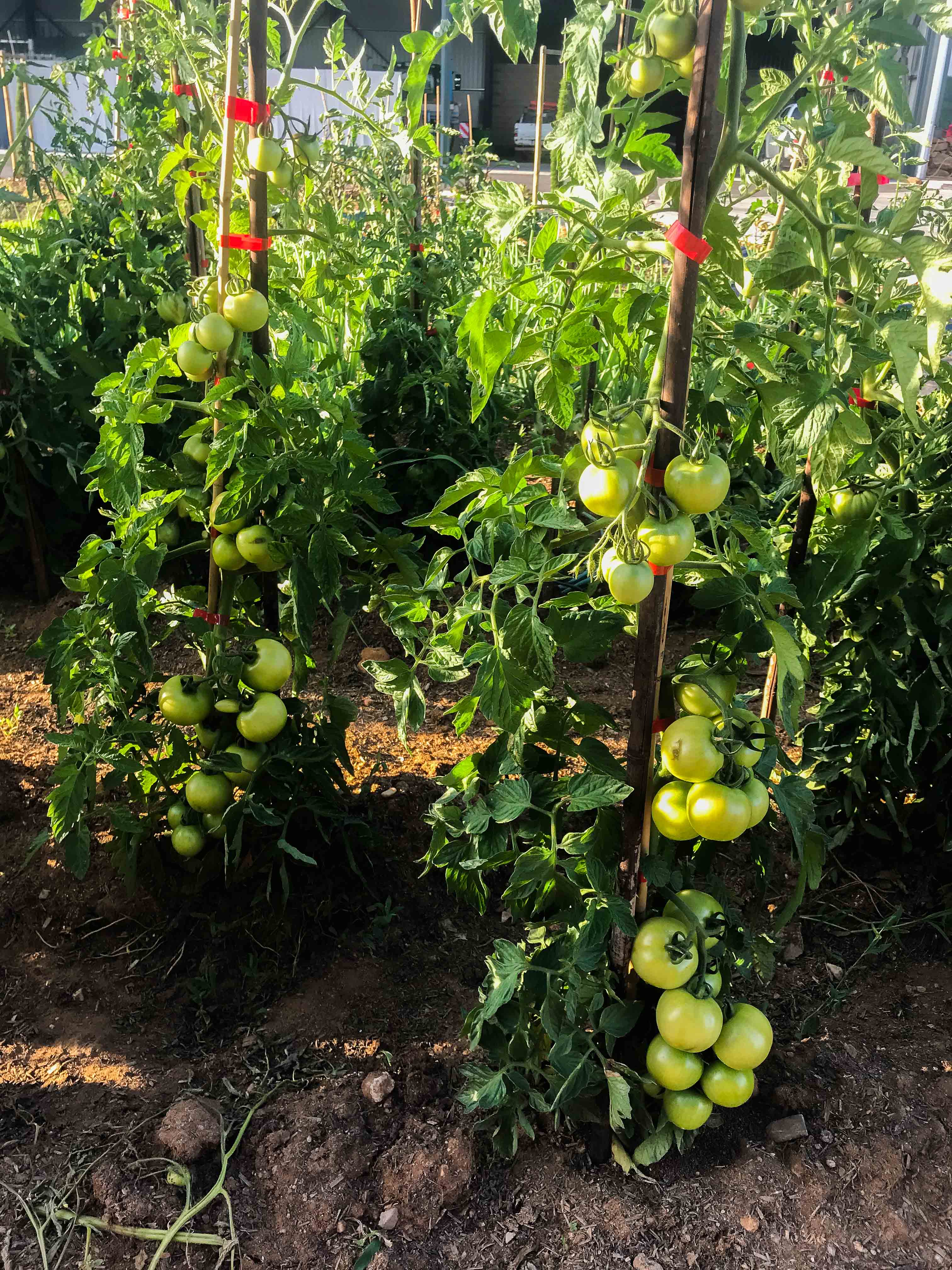 The Carrier family's farm in Hérault — 2