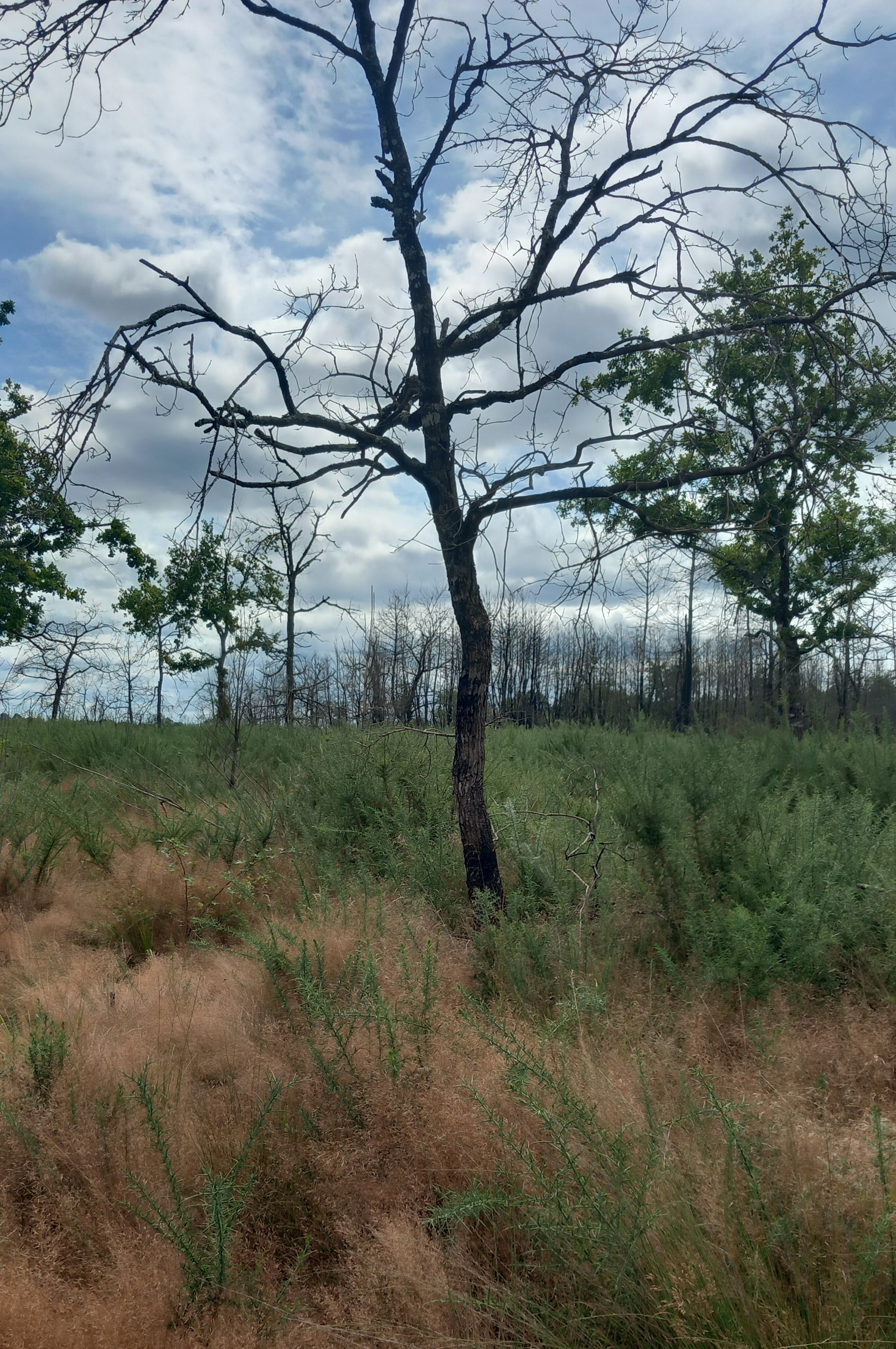 Reboisement de 11,94 hectares de forêts incendiées à Moustey — 2