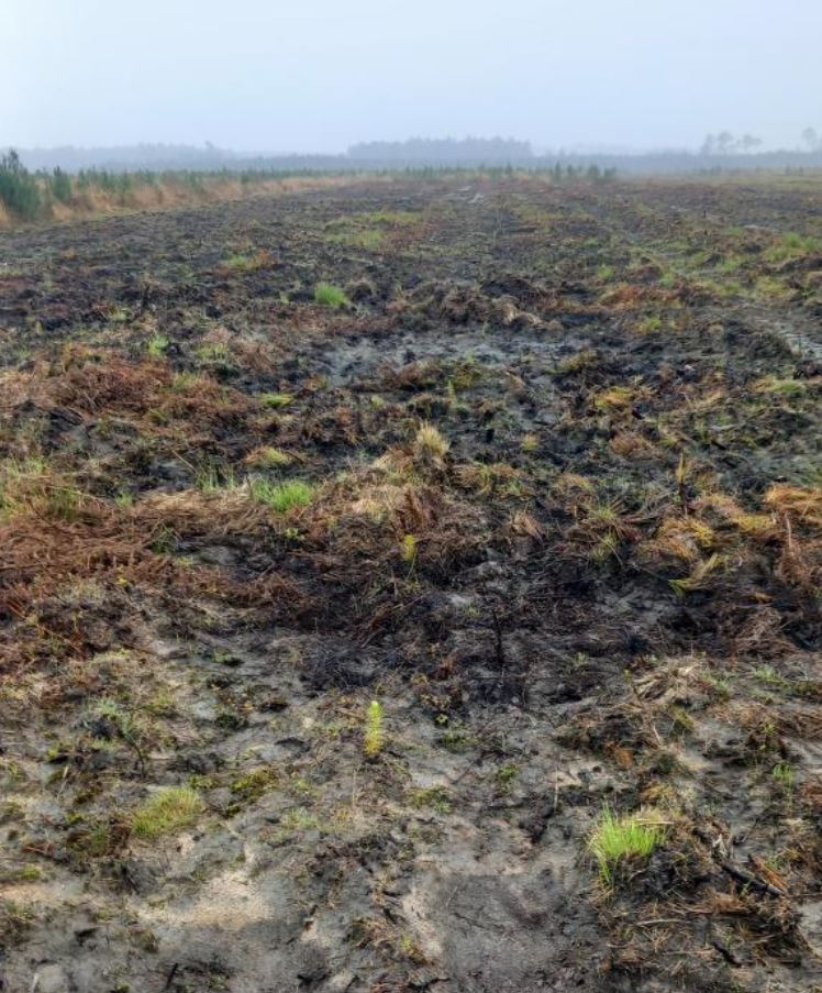 Reboisement de 1,91 hectares de forêts incendiées à Moustey — 2