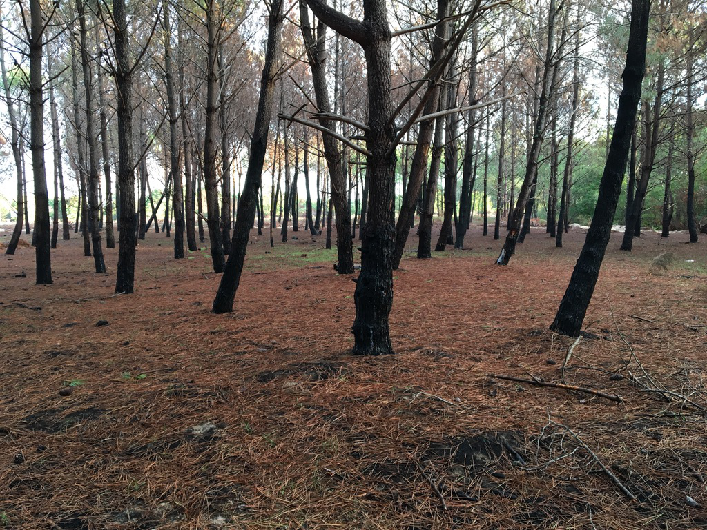 Reboisement de 2,25 hectares de forêts incendiées à La Teste-de-Buch