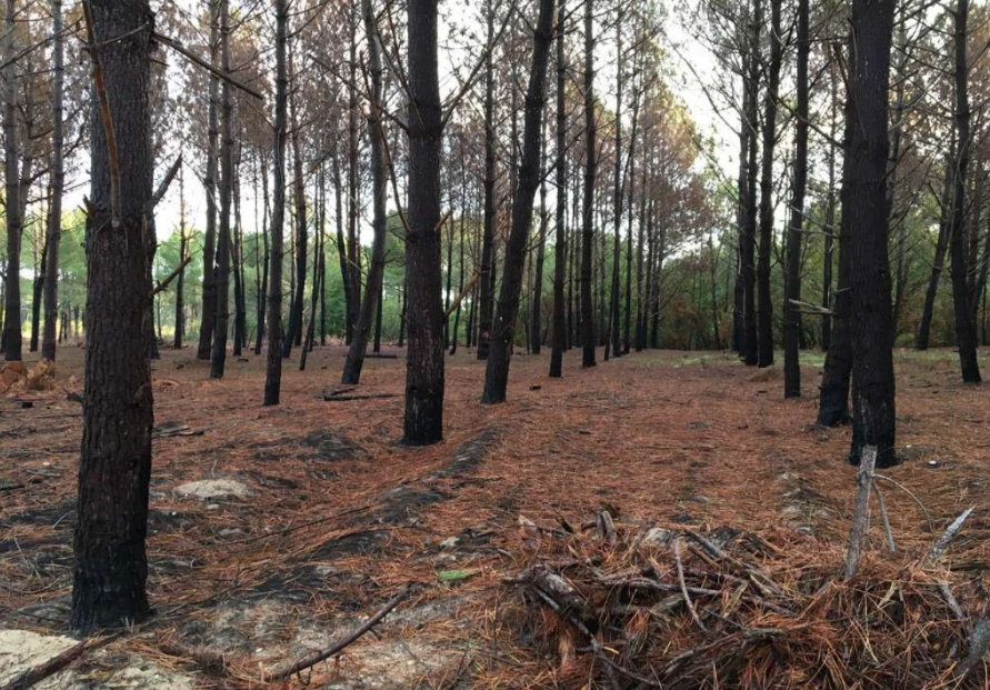 Reboisement de 2,25 hectares de forêts incendiées à La Teste-de-Buch — 1