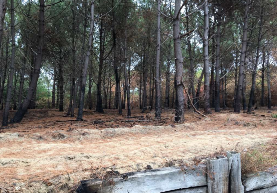 Reboisement de 2,25 hectares de forêts incendiées à La Teste-de-Buch — 2