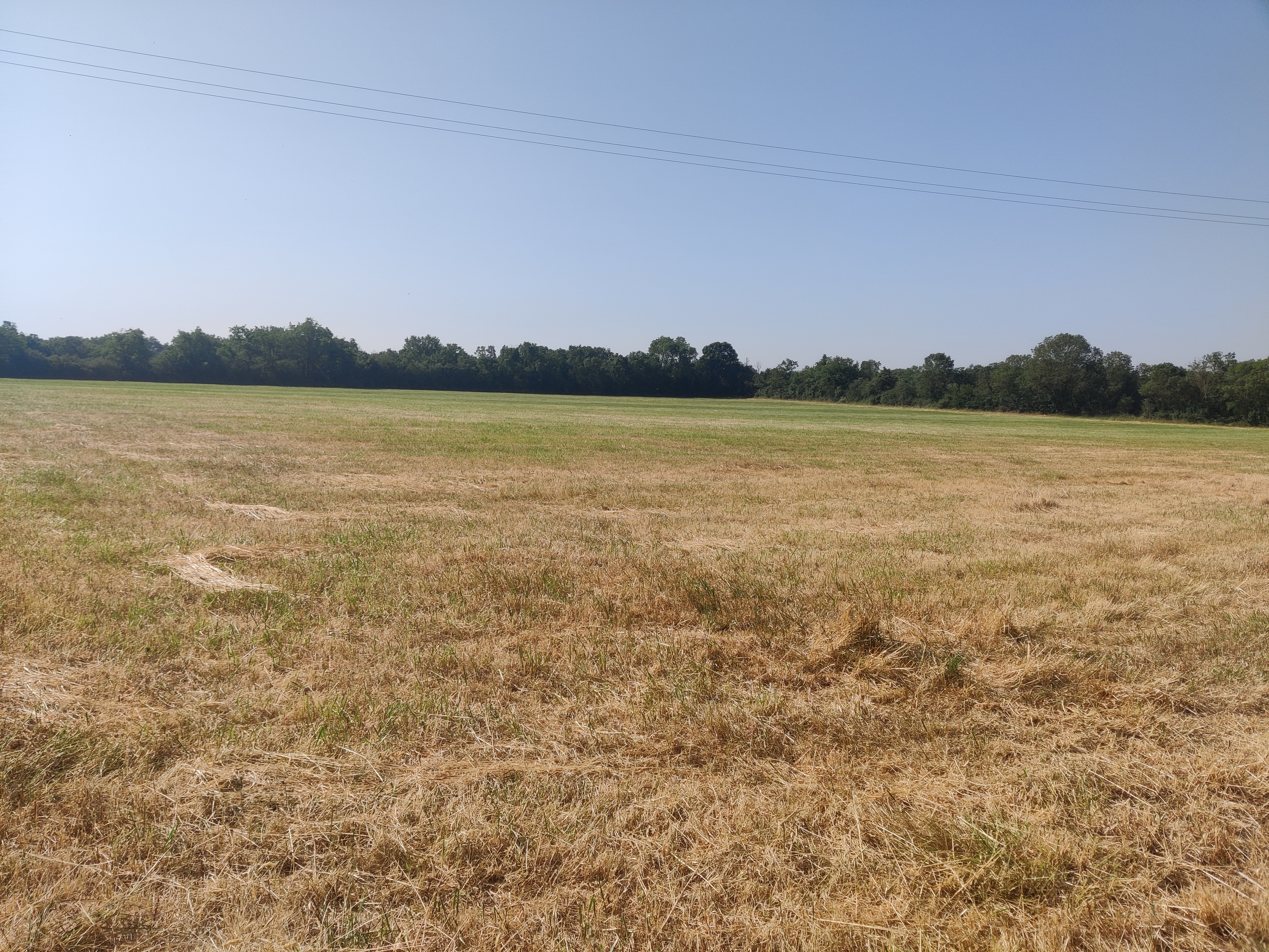 Nouveau boisement de 8,7 hectares à Savennières — 1