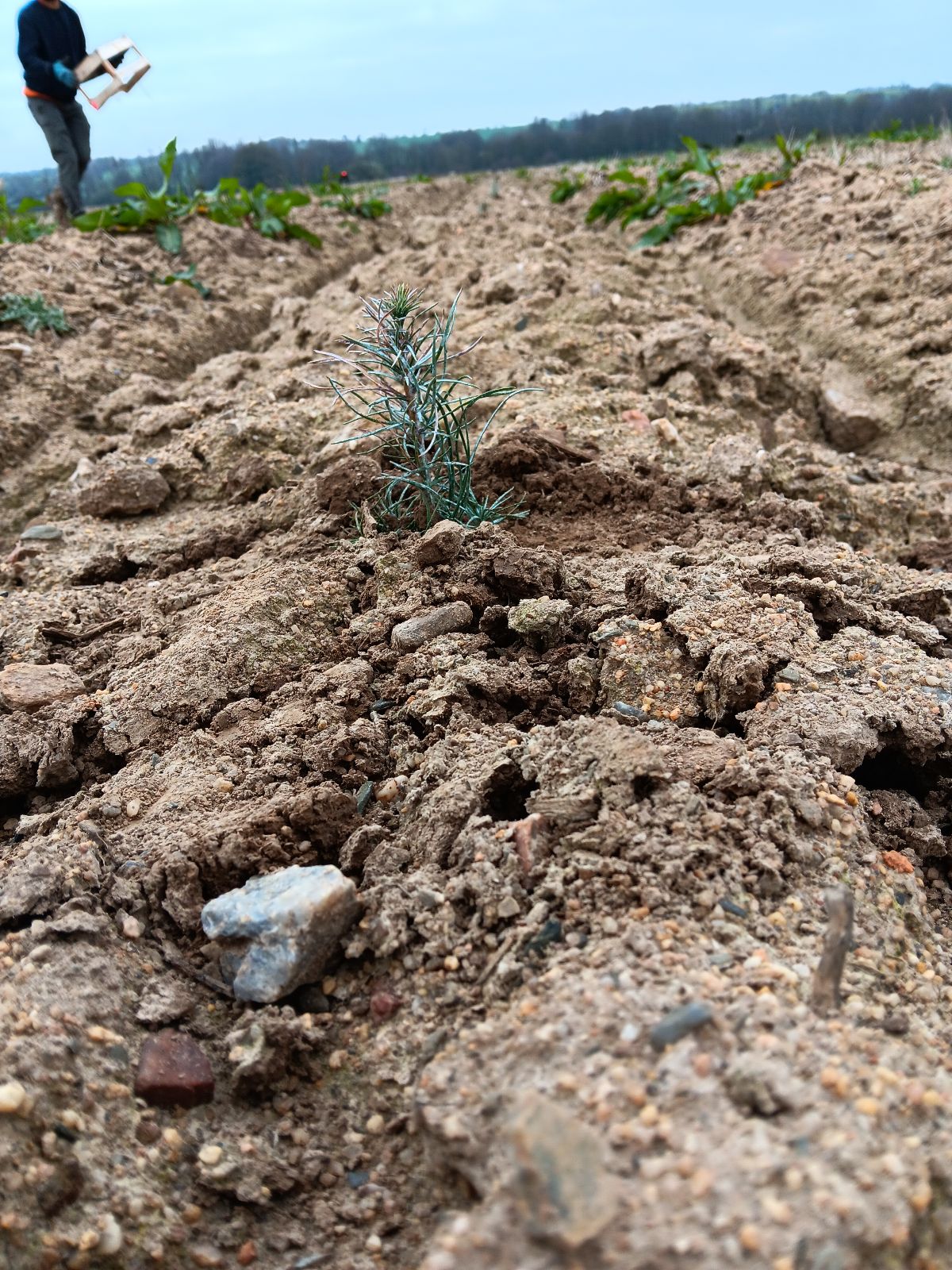 Nouveau boisement de 10,6 hectares à Grand-Auverné — 2