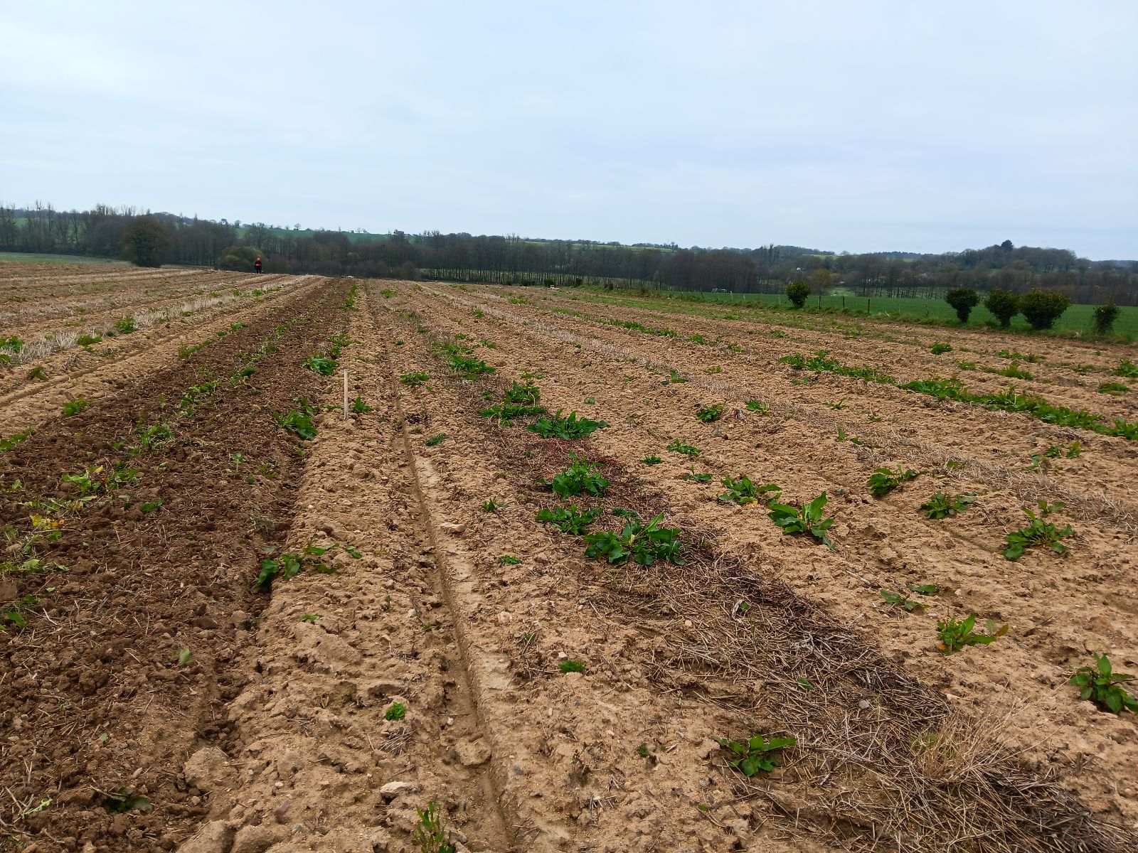 Nouveau boisement de 10,6 hectares à Grand-Auverné