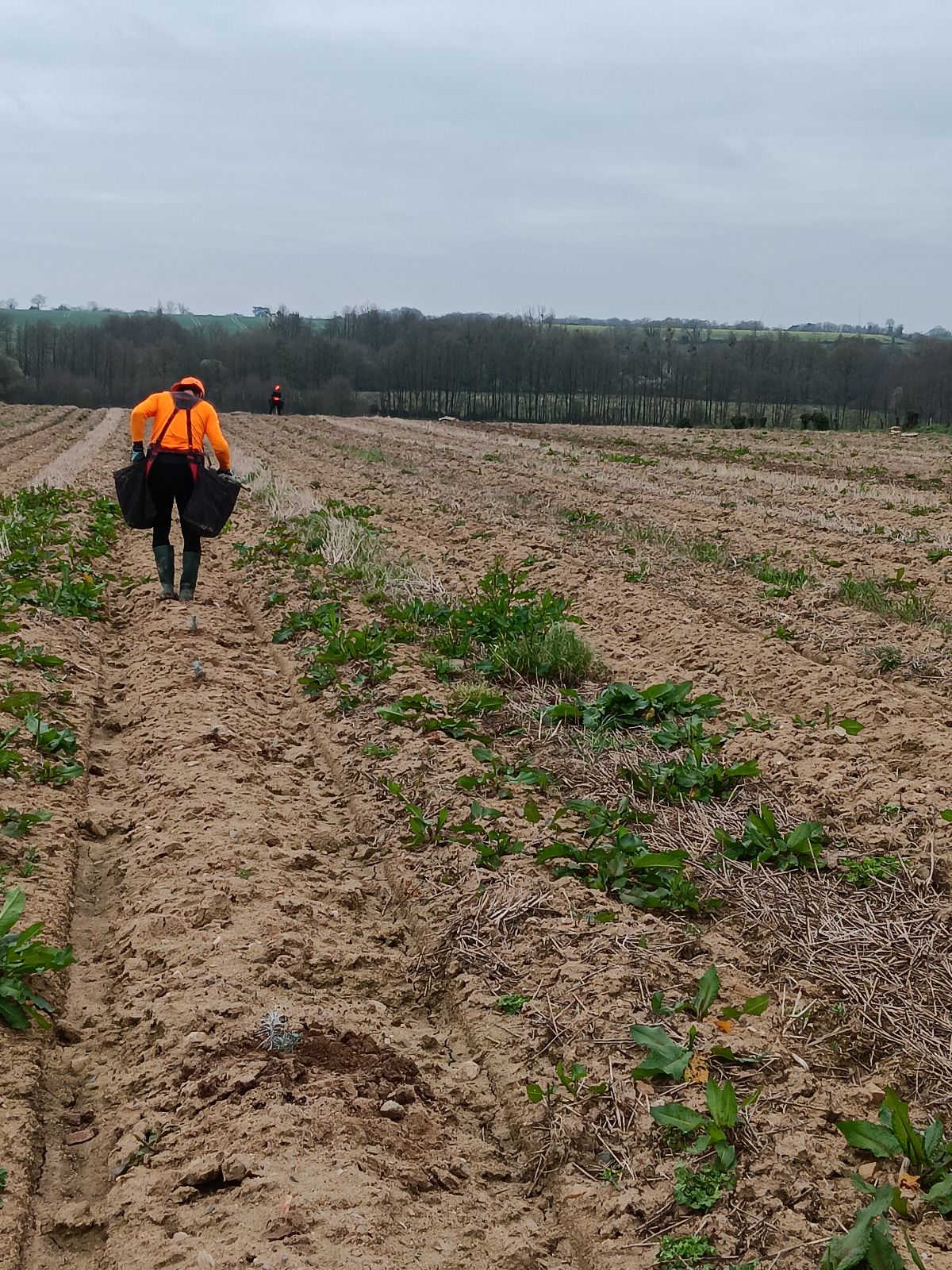 Nouveau boisement de 10,6 hectares à Grand-Auverné — 1