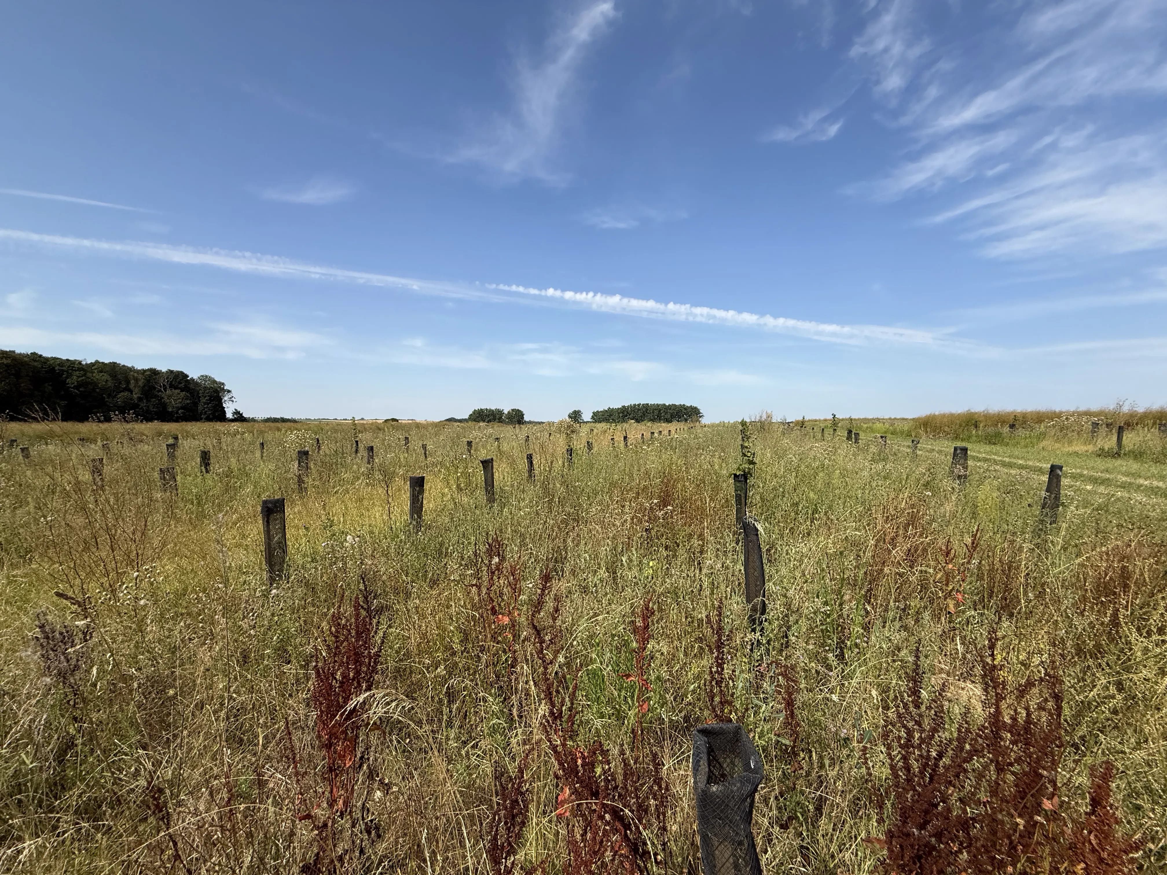 Boisement diversifié de 2,26 hectares dans le Pas-de-Calais — 2