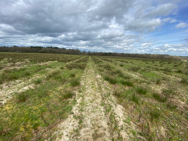 Nouveau boisement de 14,4 hectares à Mourens — 1