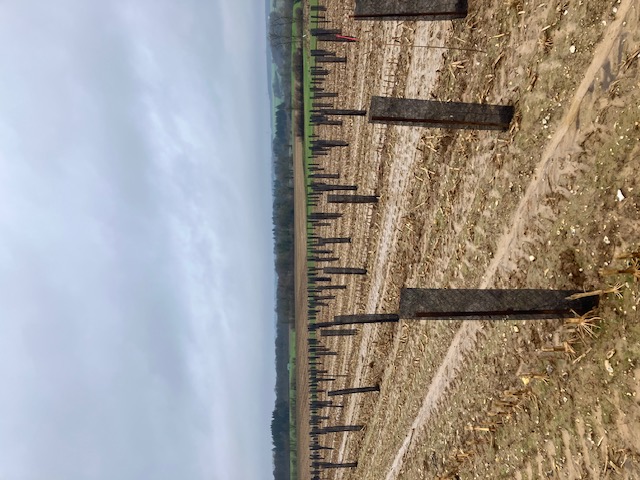 Boisement diversifié de 2,15 hectares à Verchocq — 2