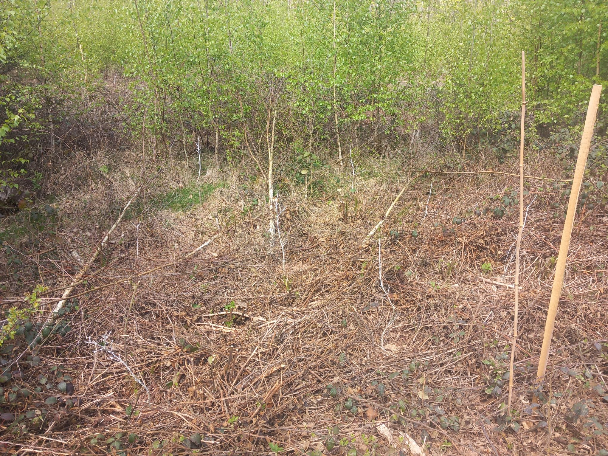 Reboisement diversifé dans les Vosges